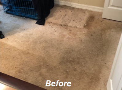Professional Carpet Cleaning in Orlando Florida using professional  truckmounted equipment. Steam cleaning for residential and commercial in  Orlando Florida.